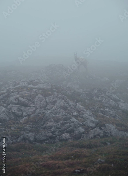 Obraz Gämse im Nebel