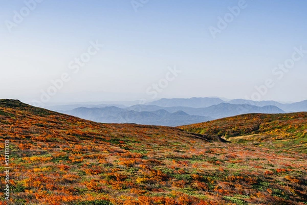 Fototapeta 紅葉の栗駒山、紅葉の絨毯、赤の絨毯