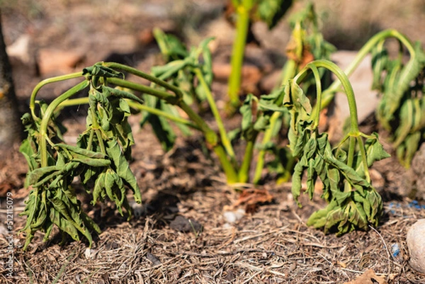 Obraz Plant suffering from drought during the heat wave/Plante souffrant de sécheresse durant la canicule