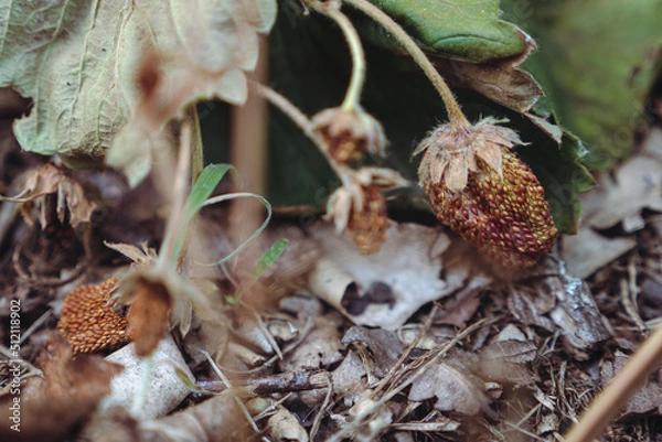 Fototapeta Plant suffering from drought during the heat wave/Plante souffrant de sécheresse durant la canicule