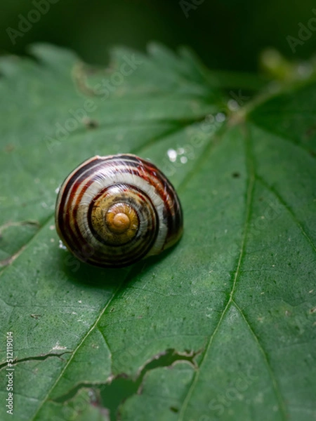Fototapeta snail on a leaf