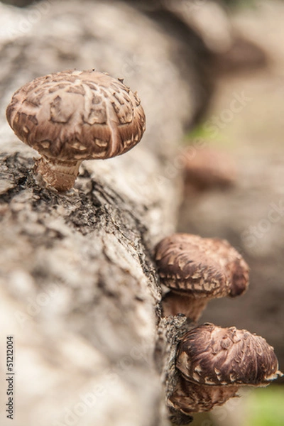 Fototapeta Fresh Shiitake mushroom
