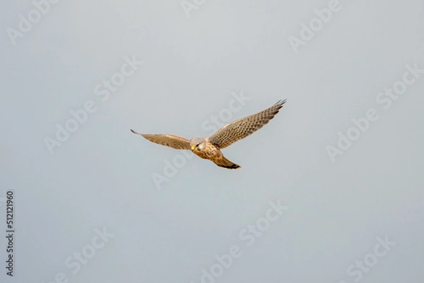 Fototapeta kestrel a bird of prey species belonging to the kestrel group of the falcon family hovering in the sky