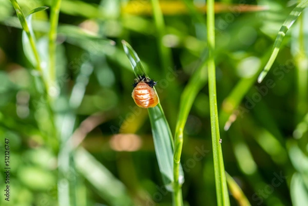 Obraz Chrysalide d'une larve de coccinelle