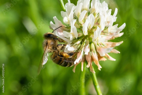 Obraz Abeille butinant une fleur de trèfle