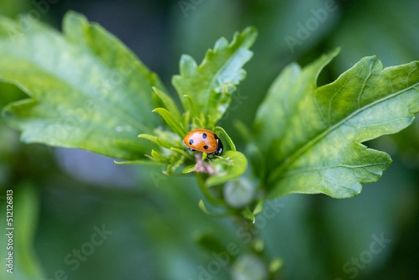 Obraz ladybird on a leaf