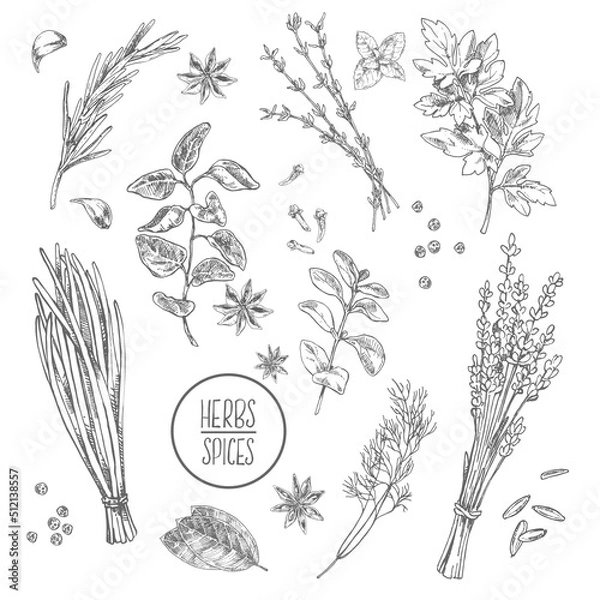 Obraz Hand drawn vector condiment flavour image template