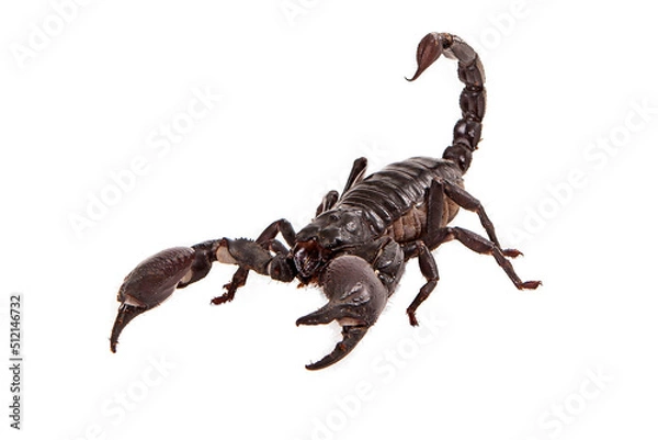 Obraz Asiatic Forest Scorpion