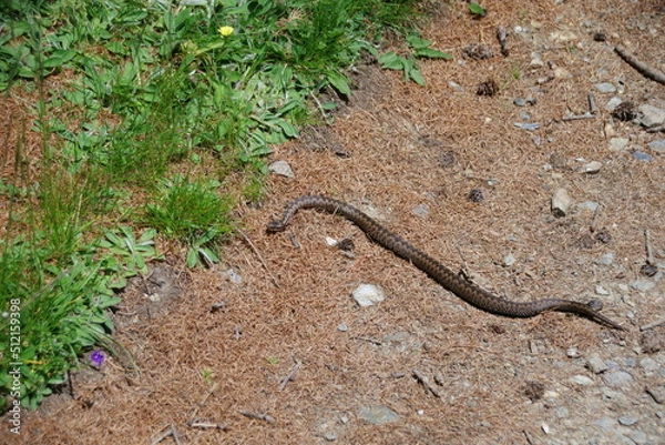 Fototapeta Kreuzotter 