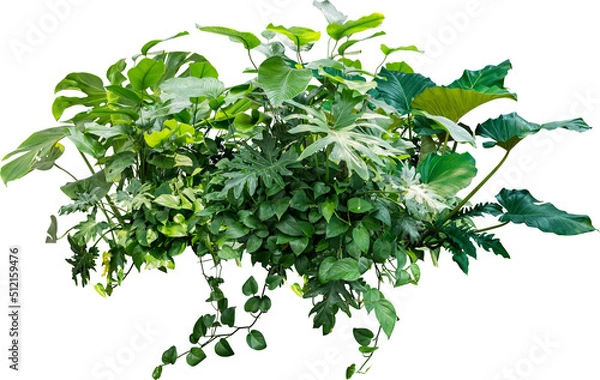 Obraz Monstera Jungle Plant Isolated