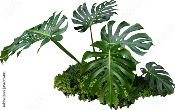 Obraz Monstera Jungle Plant Isolated