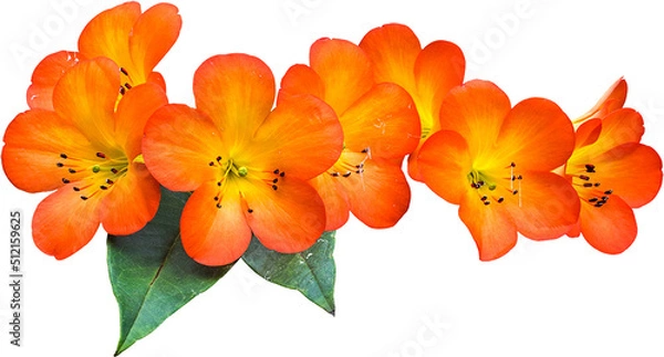 Obraz Oranges Flower Isolated