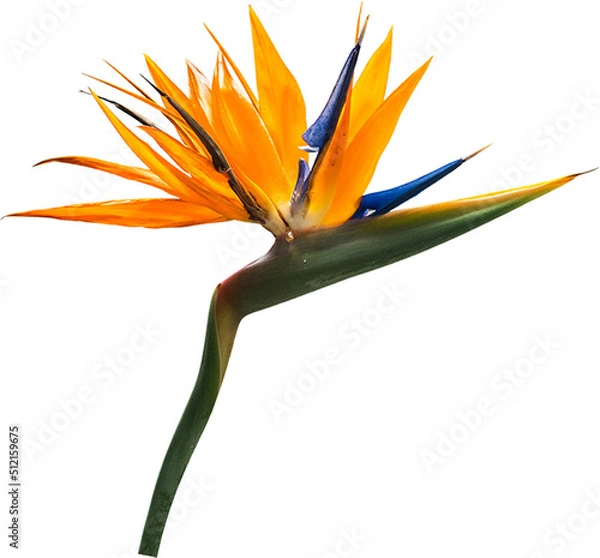 Obraz Orange Single Flower Isolated