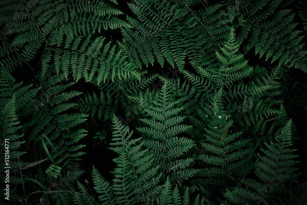 Fototapeta background tropical trees, dark green fern wallpaper, dark green forest tree backdrop.
