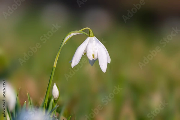 Fototapeta one blossom of a snowdrop in spring