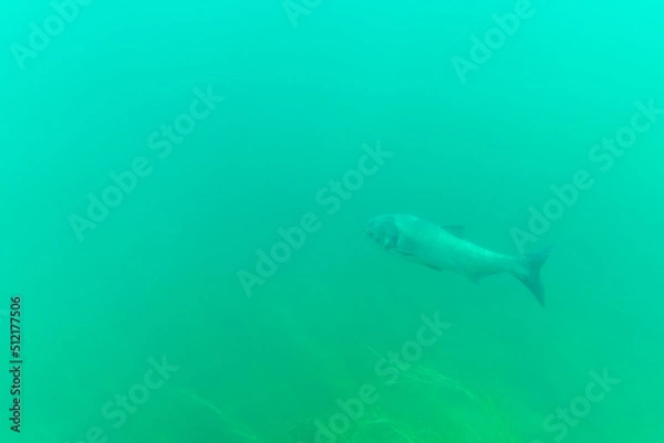 Fototapeta Bighead carp (hypophthalmichthys nobilis) deep down in a lake