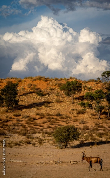 Fototapeta Single springbok walking on red sand in Kalahari desert in evening sun.