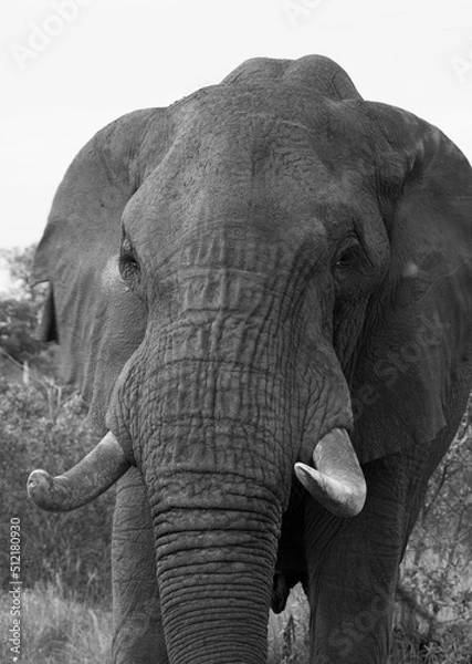 Fototapeta powerful image of an Elephant in black and white
