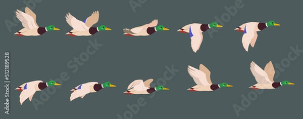 Fototapeta A complete animation of the flight of a duck. Wild drake, 2d character for motion design.