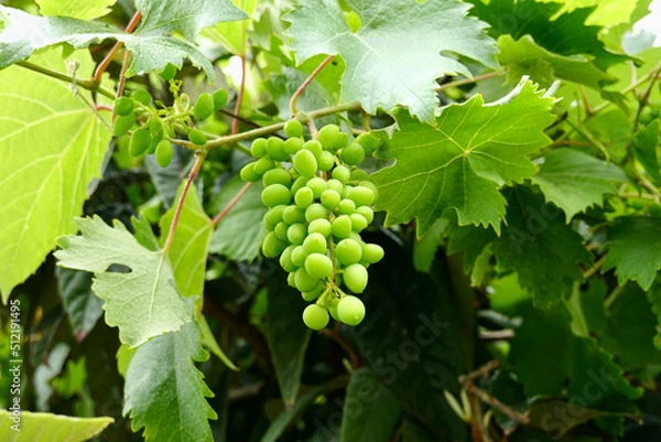 Fototapeta green raw grapes