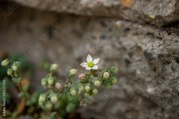 Fototapeta Close up of a little white flower from the Saxifraga with more buds around it. With grey stones and rocks in the background