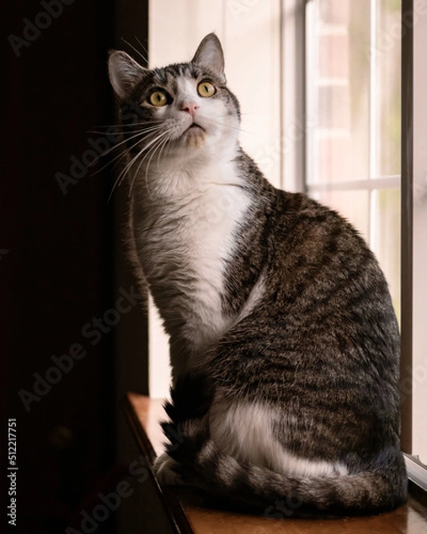 Fototapeta Cat on window in sunlight