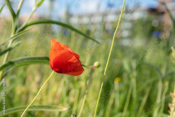 Fototapeta A close up of a bright red poppy in a colorful and green environment with sunshine and blue sky
