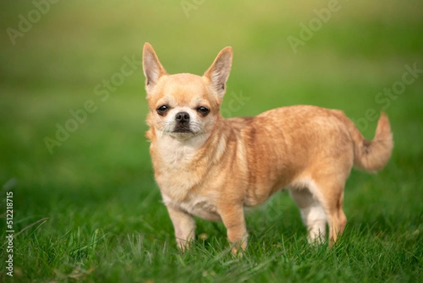 Fototapeta Pies rasy chihuahua stoi na trawie 