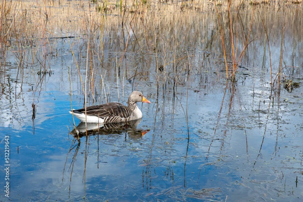 Fototapeta A goose swimming in a pond, with his reflection in the water