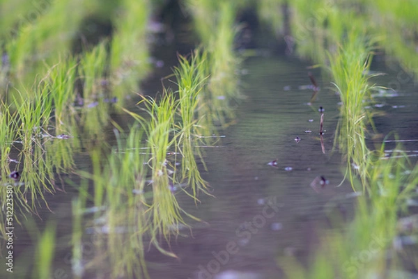 Obraz 田植え後の稲苗