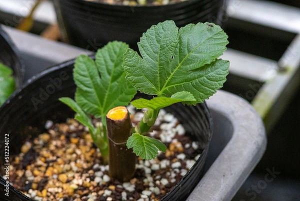 Obraz イチジク苗