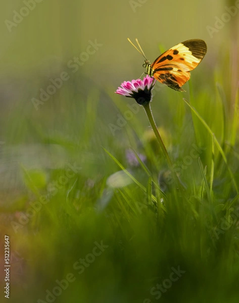 Fototapeta A butterflies on dandelion flower in the spring grass