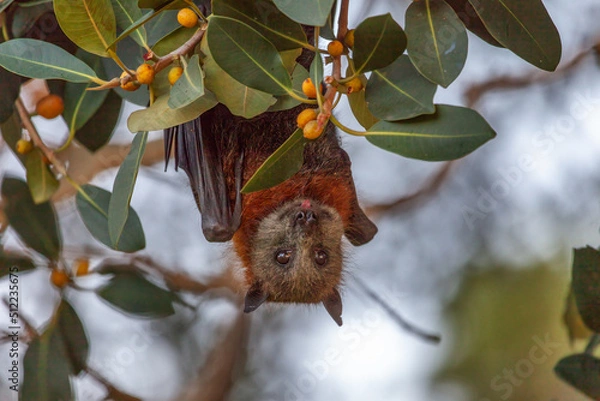 Fototapeta Close-up of a grey-headed flying-fox, Pteropus poliocephalus, also known as fruit bat, hanging upside down on a native fig tree where it feeds on its fruit, in Centennial Park, Sydney, Australia.