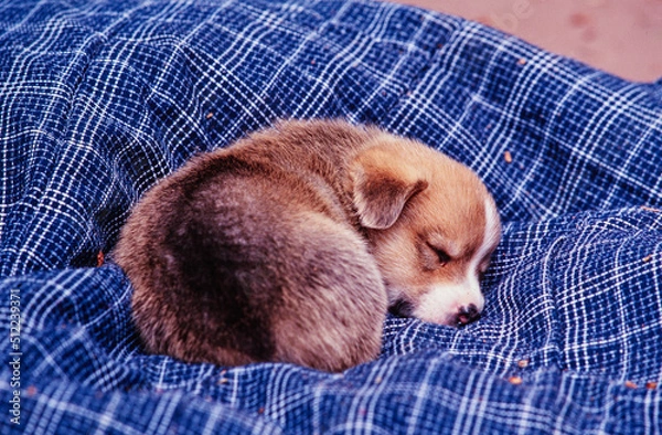 Fototapeta Corgi puppy asleep on blue blanket