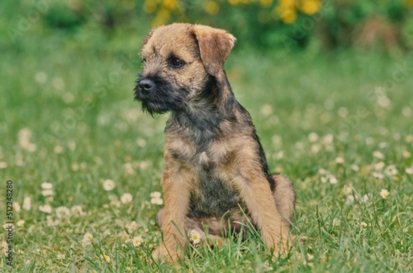 Obraz A border terrier puppy on grass