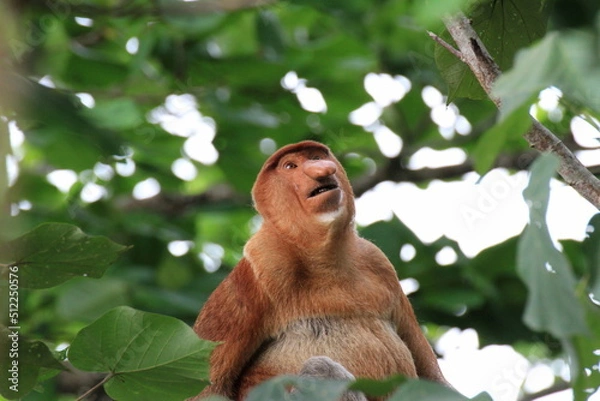 Obraz 木の上で見上げているテングザル