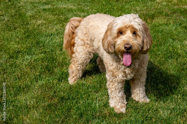 Obraz Multigen Goldendoodle