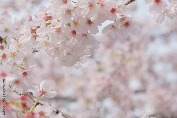 Obraz 桜テクスチャ背景