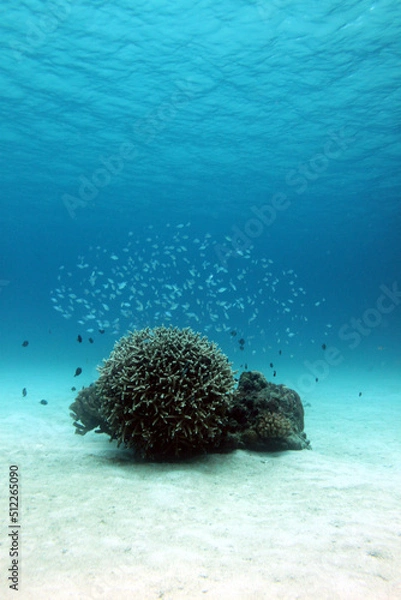 Fototapeta 静かな楽園