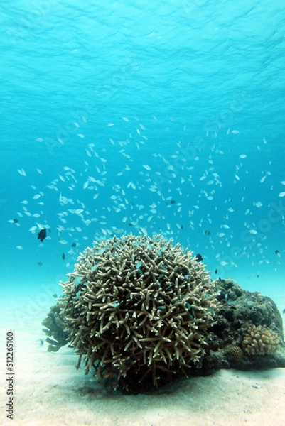 Fototapeta 水中の楽園