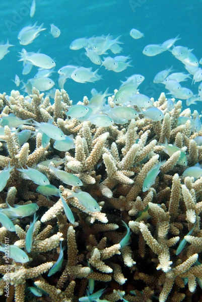 Fototapeta ソラスズメダイの棲家