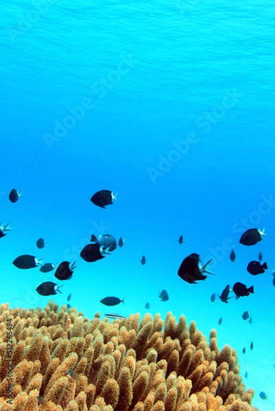 Obraz 珊瑚に群れる