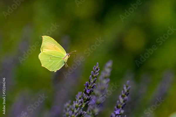 Fototapeta The Provence Citron butterfly or Gonepteryx Cleopatra, Family Pieridae, Subfamily Coliadinae in a lavender field in Provence