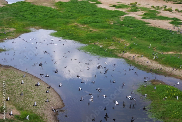 Obraz Oiseaux dans la Loire