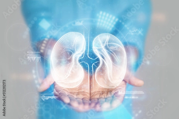 Fototapeta Medical concept, doctor's hands in a blue coat close-up. Ultrasound of the kidneys, x-ray, hologram. Medical care, anatomy, doctor's appointment, transplantology. mixed media.