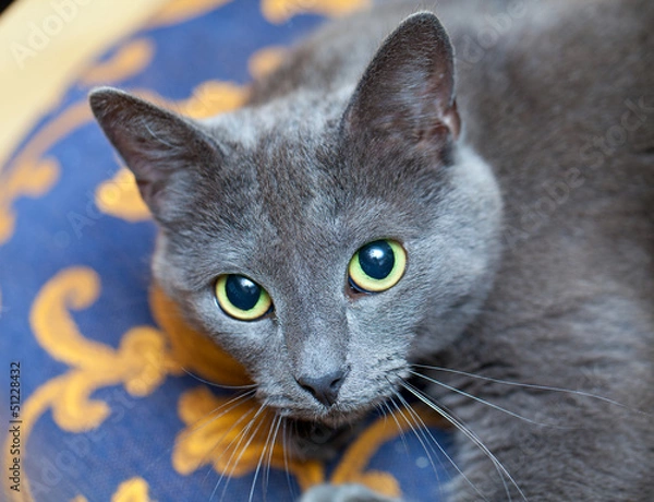 Obraz beautiful grey cat indoors