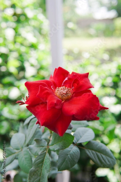Obraz red rose flower