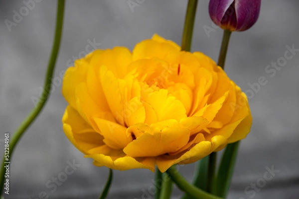 Fototapeta Tulips blooming in the garden.