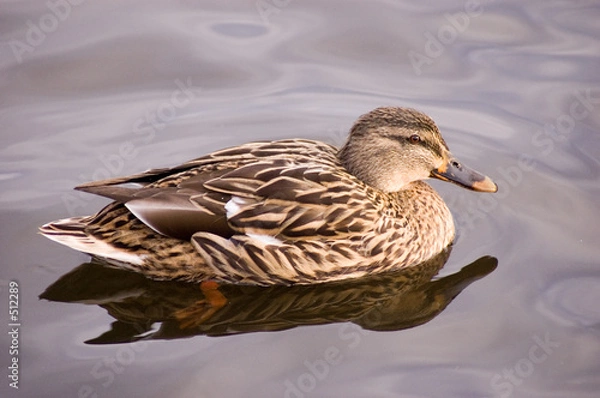 Fototapeta mallard duck