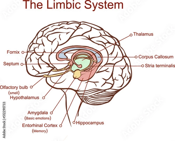 Fototapeta Cross section through the brain showing the limbic system and all related structures